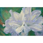 Fleurs Blanches