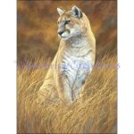 Mountain Lion