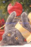 Snippet Christmas Surprise