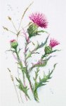 (image for) Thistle