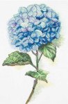 (image for) Blue Hydrangea