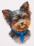 (image for) Yorkshire Terrier
