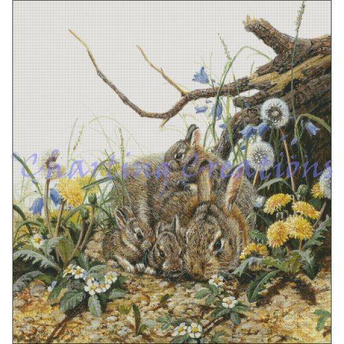 (image for) Cottontail Family