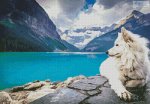 (image for) American Eskimo Dog 2