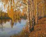 (image for) Birch Tree