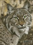 (image for) The Lynx Effect