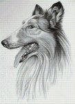 Highland Collie