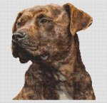 Brindle Pit Bull