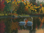 Autumn Swans