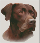 Chocolate Labrador (No Background)