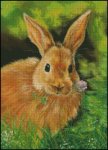 Clover Honey Bunny