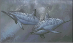 Companions of the Sea
