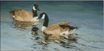 Convergence Geese