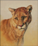 Cougar Portrait