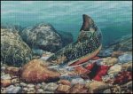 Autumn Brook Trout