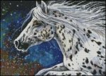 Appaloosa Horse