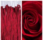 Shades Of Red
