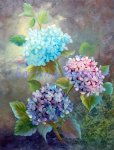 Hydrangeas (image for) Hydrangeas