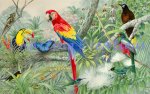 Jewels Of The Rainforest (image for) Jewels Of The Rainforest