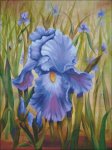(image for) Purple Iris