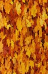 Yellow Autumn Leaves Patterned Cross Stitch Fabric