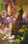 A Peacock And Doves In A Garden (image for) A Peacock And Doves In A Garden