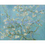 Almond Blossom (image for) Almond Blossom