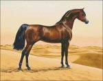 (image for) Arab Horse