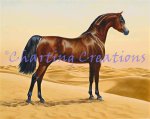 (image for) Arab Horse
