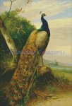 (image for) Peacock