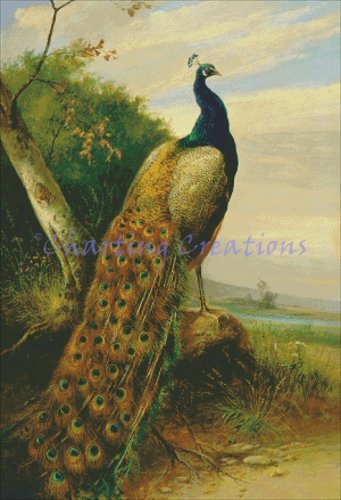 (image for) Peacock