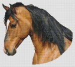 Buckskin