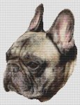Brindle French Bulldog