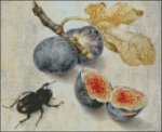 Garzoni - Figs with a Beetle