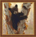 Curious Cub