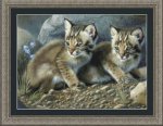Bobcat Kittens
