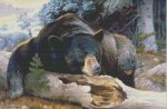 Black Bear Country