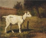 A Goat in a Meadow