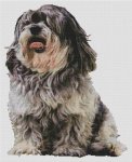 Buddy - Shih Tzu