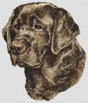 Chocolate Labrador Retriever
