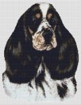 Cocker Spaniel - Parti tri-colored