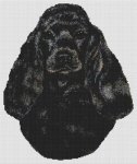 Cocker Spaniel - Black II