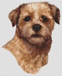 Border Terrier - Red