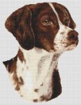 Brittany Spaniel - Liver