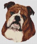 Brown & White Bulldog