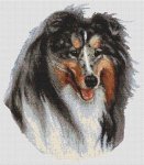 Collie - Blue Merle