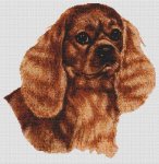 Cavalier King Charles - Ruby