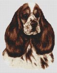 Cocker Spaniel - Chocolate Parti