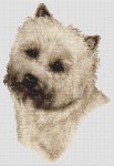 Cairn Terrier - Wheaten