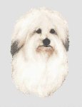 Coton de Tulear